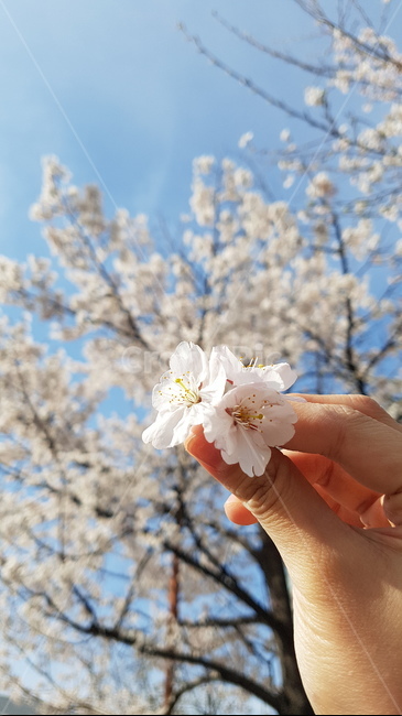 벚꽃,봄,파란하늘,하늘,벚꽃나무