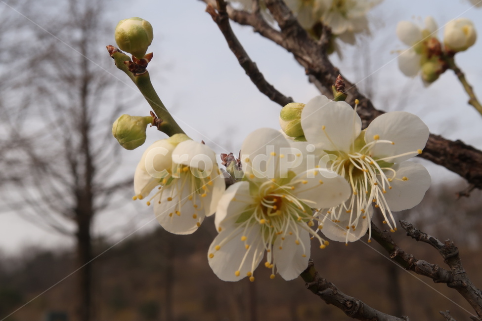 식물,꽃,flower,plant,blossom,봄,spring,계절,season,자연,nature,감성,봄꽃