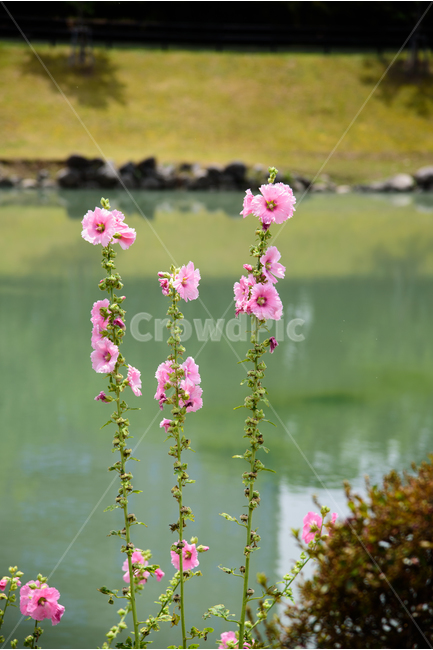 꽃,핑크색꽃,무궁화,꽃송이,자연,풍경,강,공원,식물,식물,자연,plants,nature,꽃,flower