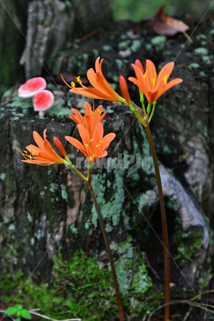 tree,나무,treetrunk,나무줄기,leaf,잎,plant,식물,blossom,flower,꽃,상사화,꽃무릇