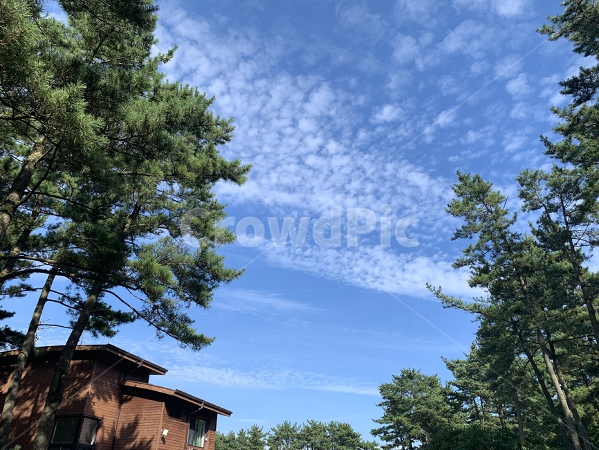 산,하늘,자연,제주,사려니숲길,날씨