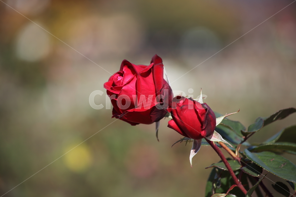 장미,꽃,식물,정원수,rose,식물,자연,plants,nature,꽃,flower