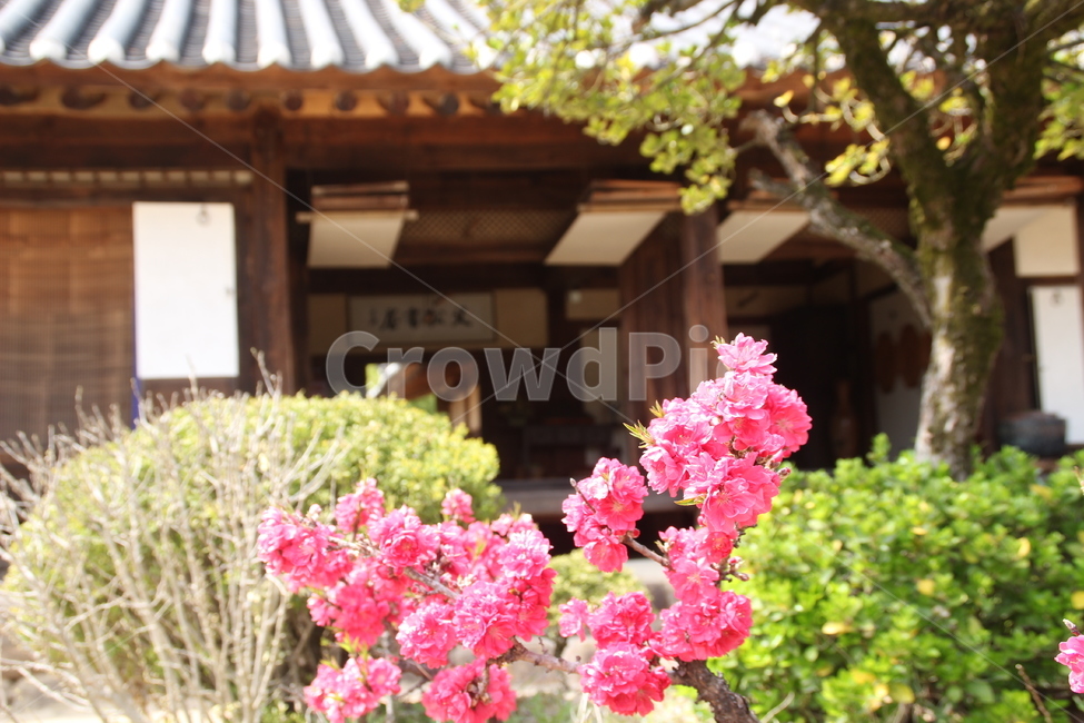 송소고택,고택,목조건물,봄,꽃,새순,새잎,배경,songso,oldhouse,woodenbuilding,spring,flower,newleaf,bud,shoot,background