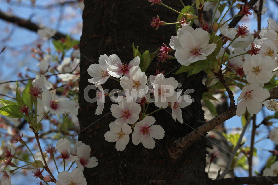 계절,봄,꽃,벚꽃,나무,봄,계절,spring,season,식물,자연,plants,nature,꽃,flower,plant,blossom,cherry blossom