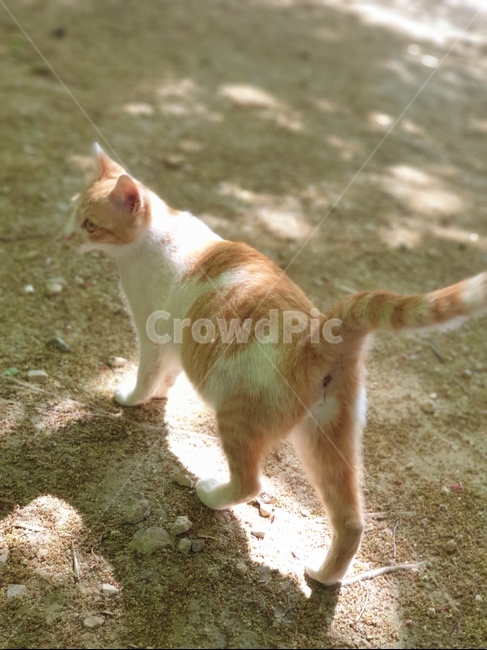 고양이,고양이뒷모습,치즈태비,고양이걷는모습,아기고양이,동물,animal,포유류,mammal,고양이,cat,kitten,kitty