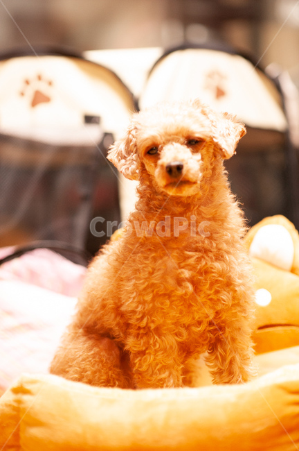 반려동물,강아지,귀여움,아련함,푸들,푸들털,곱슬,동물,animal,포유류,mammal,개,강아지,dog,doggy