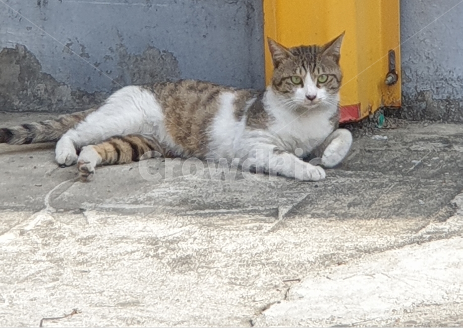 고양이,길고양이,엎드려있는고양이,코리안숏헤어,치즈태비,고등어태비,동물,animal,포유류,mammal,고양이,cat,kitten,kitty