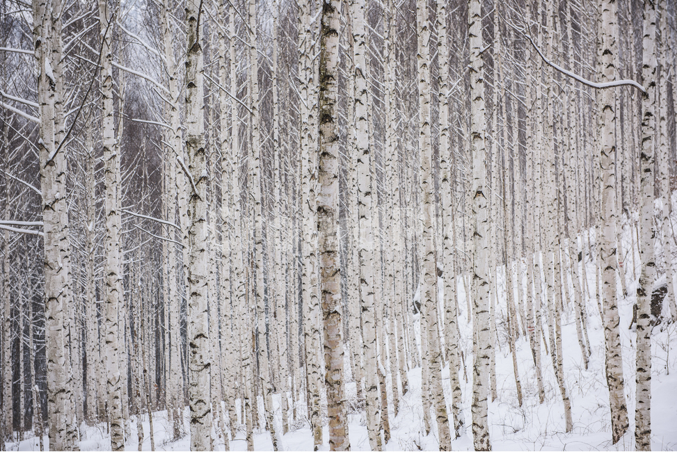 자작나무,원대리자작나무숲,설산,겨울,눈,인제자작나무숲,겨울산,겨울,계절,winter,season,자연,풍경,nature,landscape,tree,나무,plant,식물,birch,자작 나무