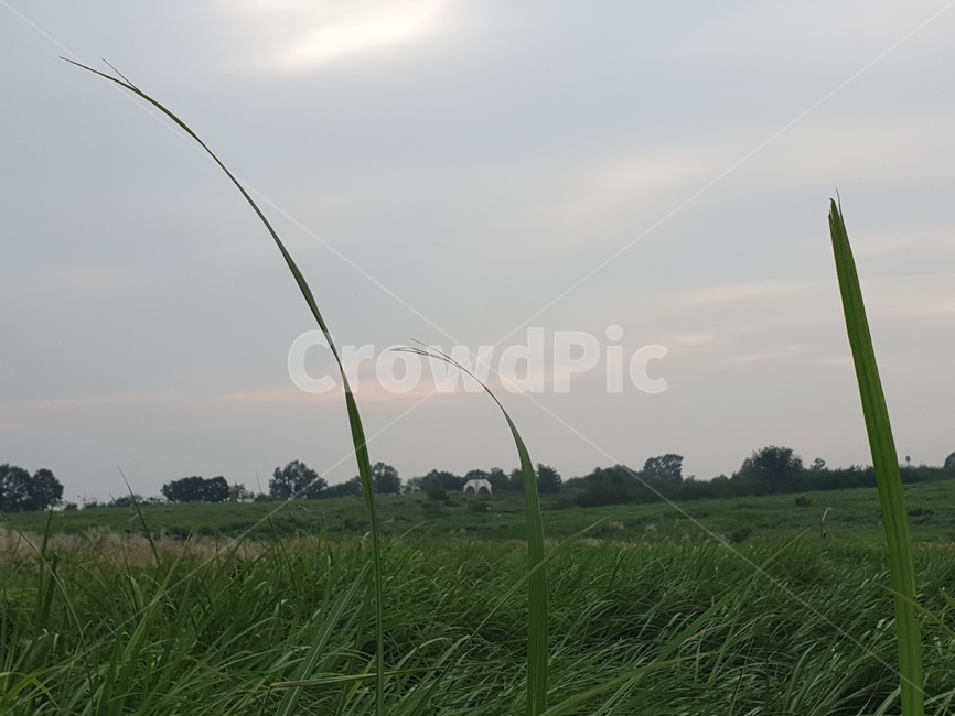 식물,잔디,plant,grass,outdoors,식물,자연,plants,nature