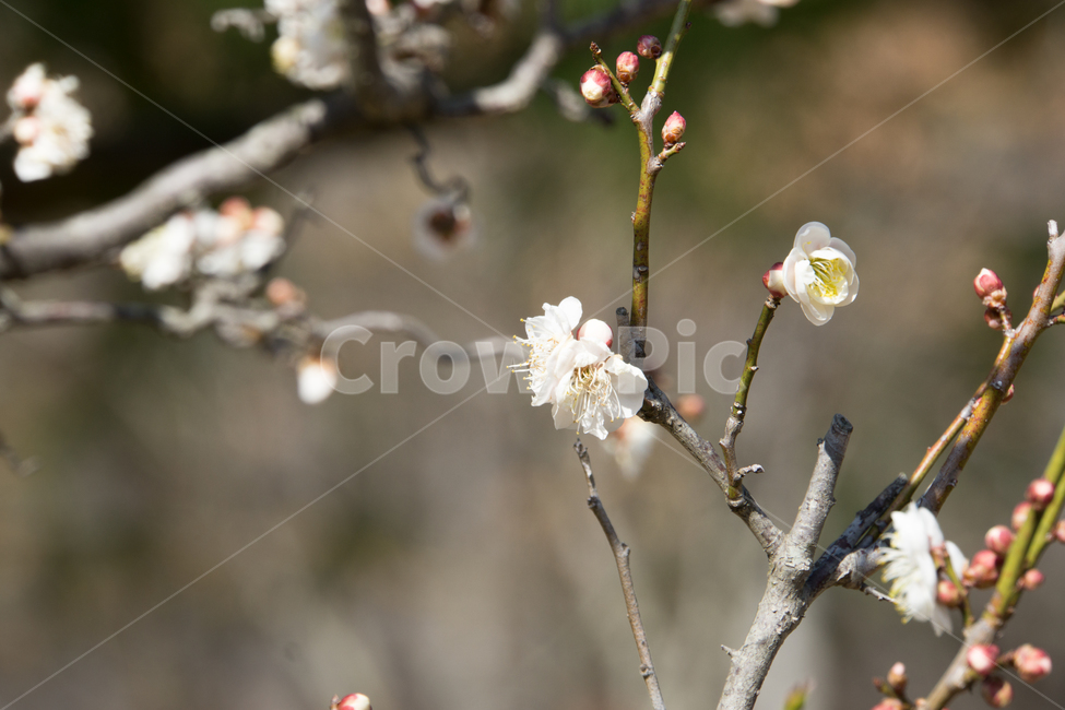 매화,꽃,근접촬영,식물,나뭇가지,청도,운문사,봄,3월,봄,계절,spring,season,식물,자연,plants,nature,꽃,flower,plant