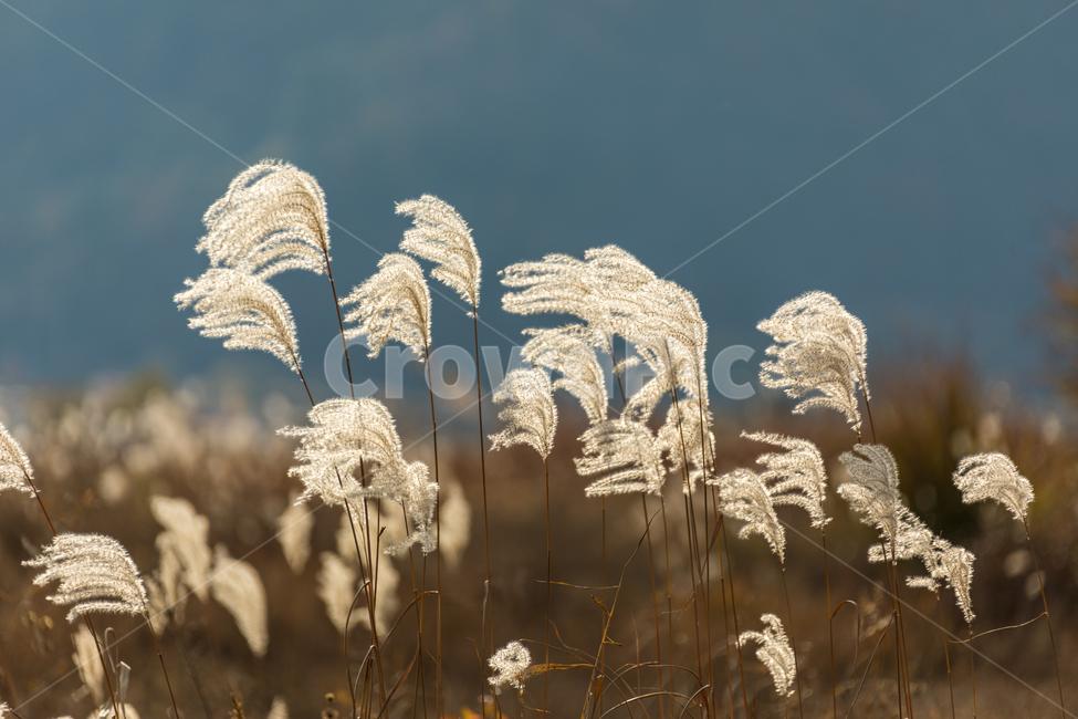 억새,가을,가을들판,들판,풍경,가을풍경,가을,계절,fall,autumn,season,자연,풍경,nature,landscape,plant,식물,grass,잔디,lawn,reed,갈대