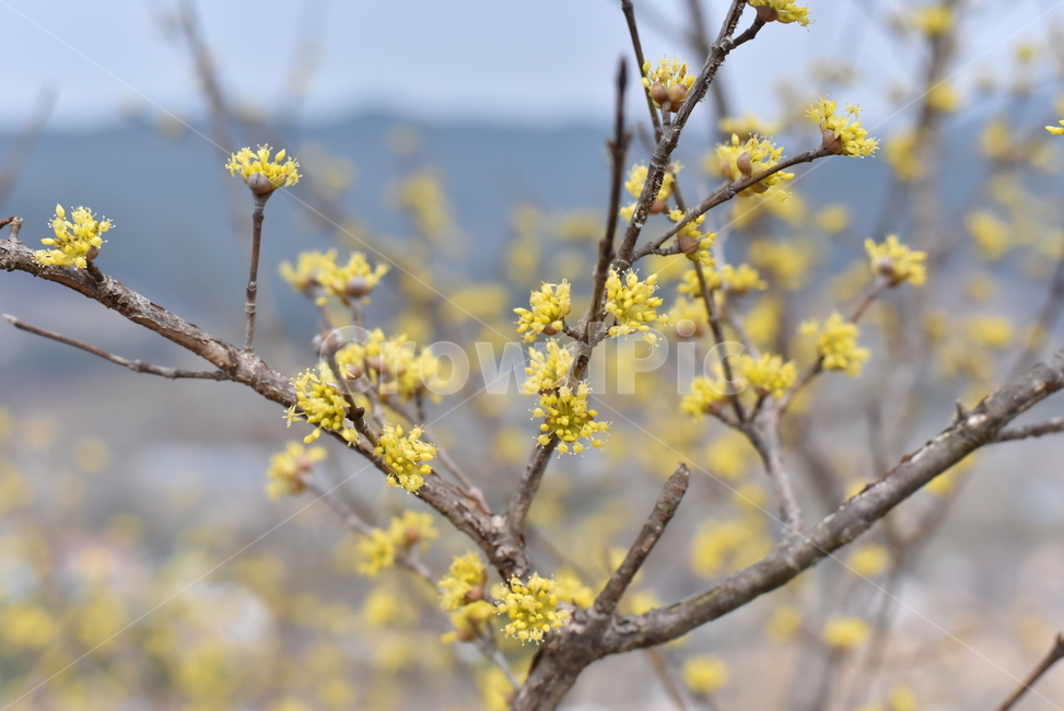 산수유,꽃,봄,산수유꽃,노란색,식물,봄꽃,봄,계절,spring,season,식물,자연,plants,nature,꽃,flower,나무,trees,wood,plant