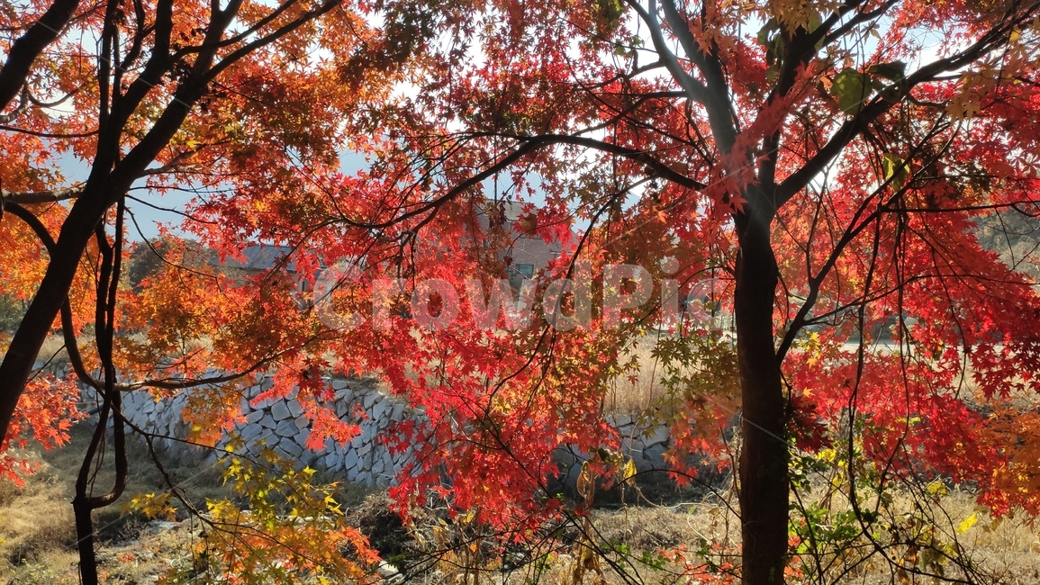 가을단풍,가을,엽록소,leaf,잎,plant,식물,tree,나무,maple,단풍,가을,계절,fall,autumn,season
