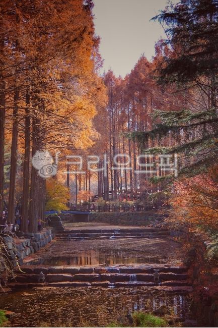 가을,단풍,메타세콰이어,메타세콰이아,autumn,낙엽,숲,가을단풍,leaves,fall,가을산,단풍나무,tree,가을,계절,fall,autumn,season,자연,풍경,nature,landscape