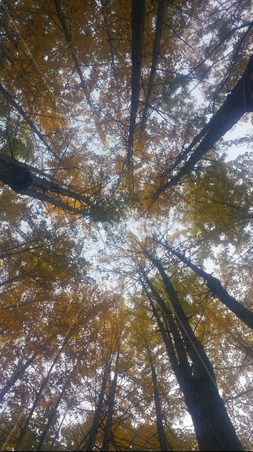 나무,숲,숲속,나무들,나무틈속,가을,계절,fall,autumn,season,자연,풍경,nature,landscape,tree,plant,식물