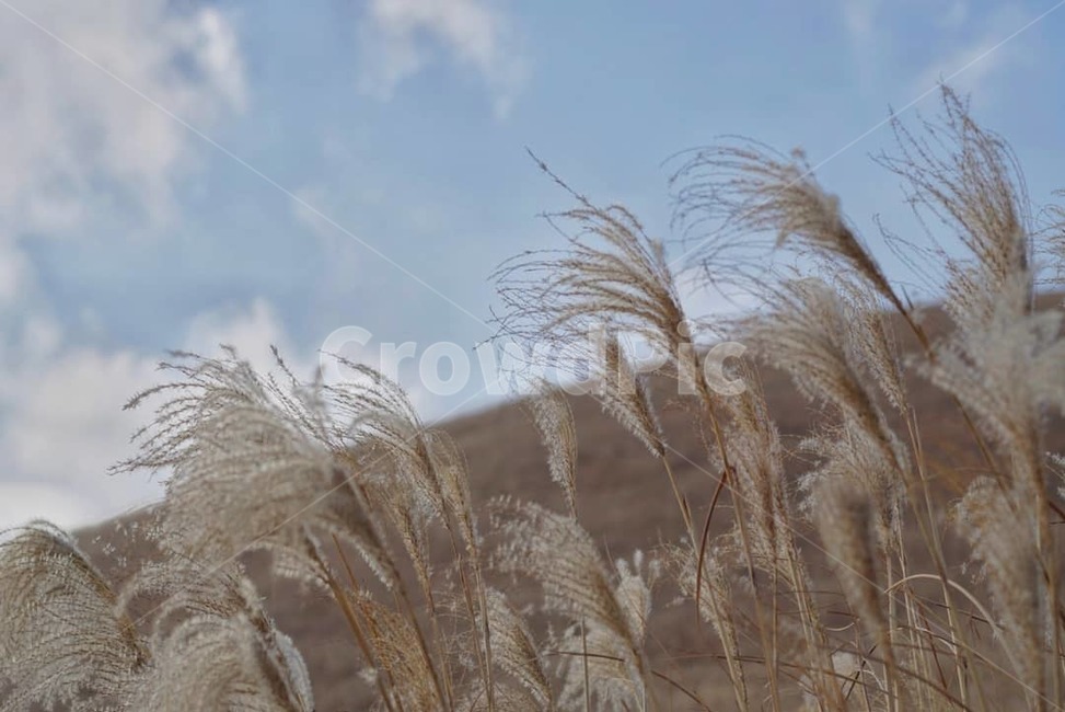 제주,새별오름,억새,오름,하늘,자연,식물,jeju,sky,nature,가을,계절,fall,autumn,season