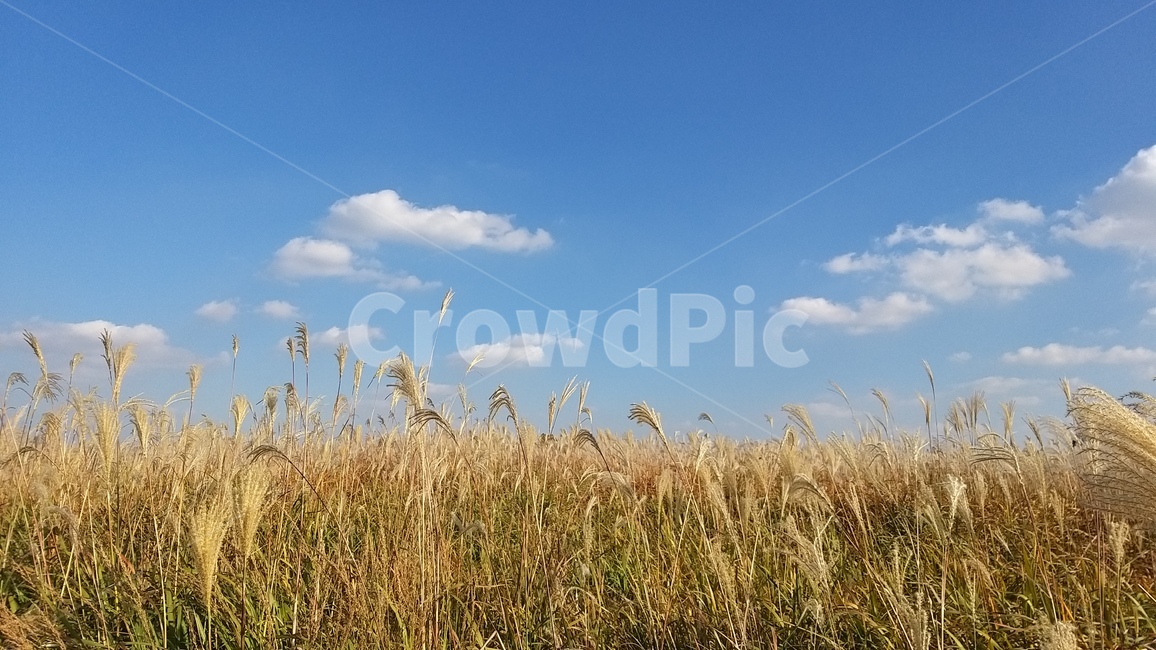 가을,억새,식물,억새풀,하늘,풍경,가을,계절,fall,autumn,season,plant,vegetable,야채,food,음식,grain,곡물