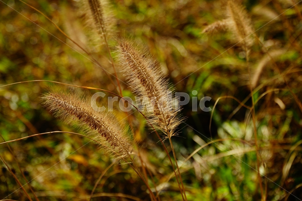 갈대밭,갈대,식물,자연,풀,plant,plants,풍경,landscape,nature,grass,가을,계절,season,fall,autumn,강아지풀,한국풍경,한국자연,korea,가을,계절,fall,autumn,season,식물,자연,plants,nature,감성,sensible,feeling,잔디,lawn