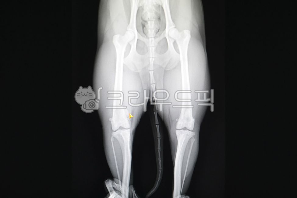 pets,thigh,anatomy,radiology,photo,bone,xray,patella,leg,perspective photo,puppy,animal hospital,veterinarian,perspective,animal,Xray,veterinary medicine,hospital,dog,pet dog,pet,surgery