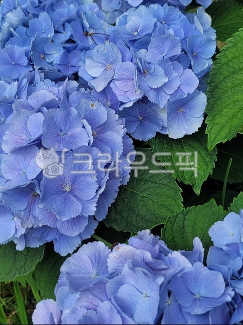 수국,꽃,파란색수국,꽃잎,나뭇잎