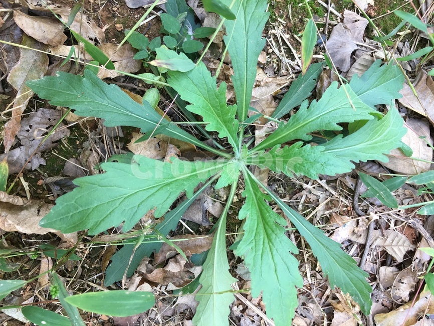 plant,식물,leaf,잎,풀,잡초,땅,자연