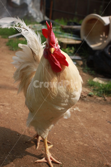 동물,닭,수탉,애완닭,동물농장,동물복지,animal,bird,chicken,동물,animal,조류,새,birds