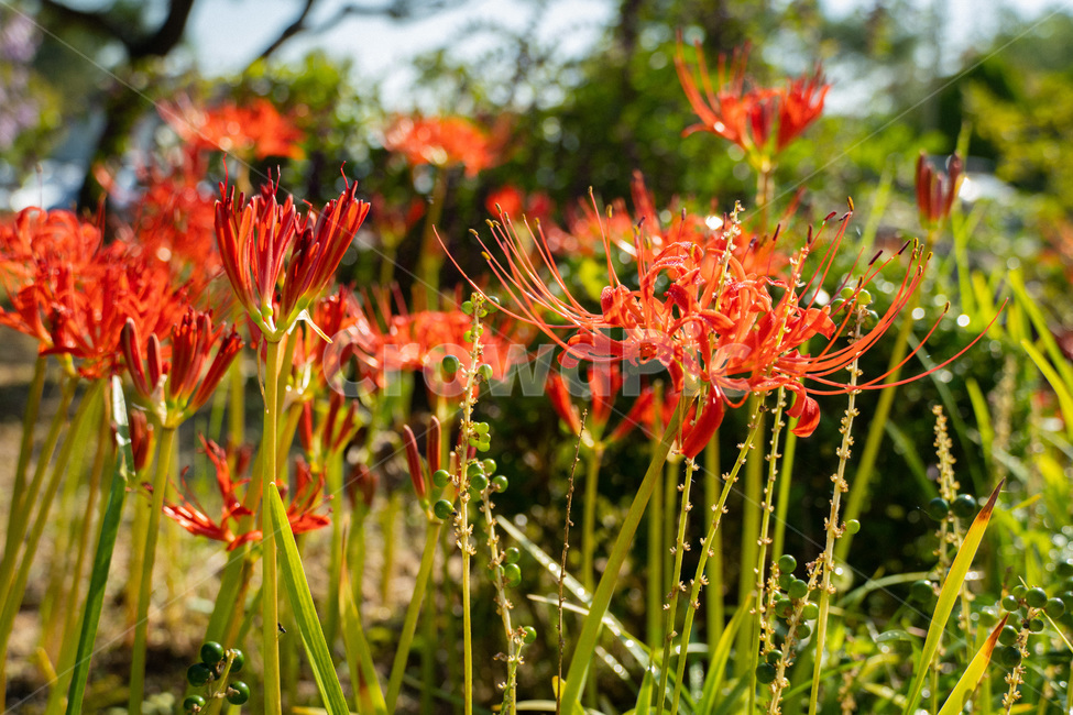 plant,식물,자연,힐링,들꽃,상사화
