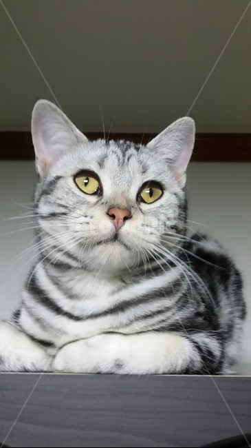 cat,고양이,동물,pet,애완동물