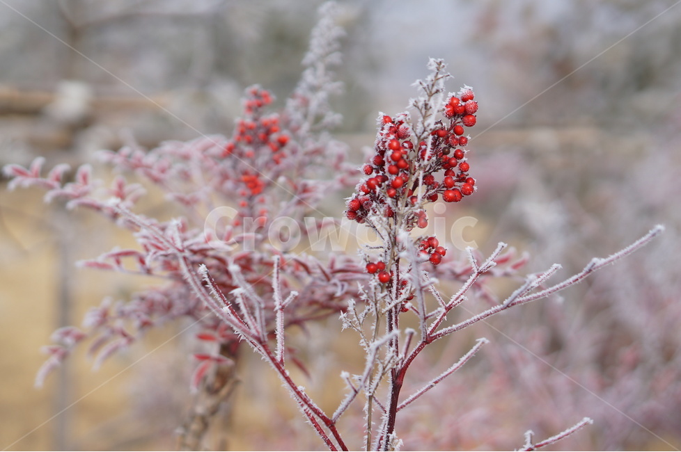 설경,눈,풍경,겨울,자연,겨울,계절,winter,season,식물,자연,plants,nature,과일,열매,fruit