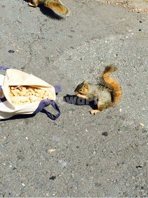 다람쥐,땅콩,squirrel,미국다람쥐,야생동물,소동물