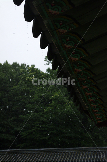 창덕궁,고궁,기와지붕,건축,traditional,처마,비,단청,한국전통,한국문화,korean traditional,korean culture,비,비오는날,rain,rainy