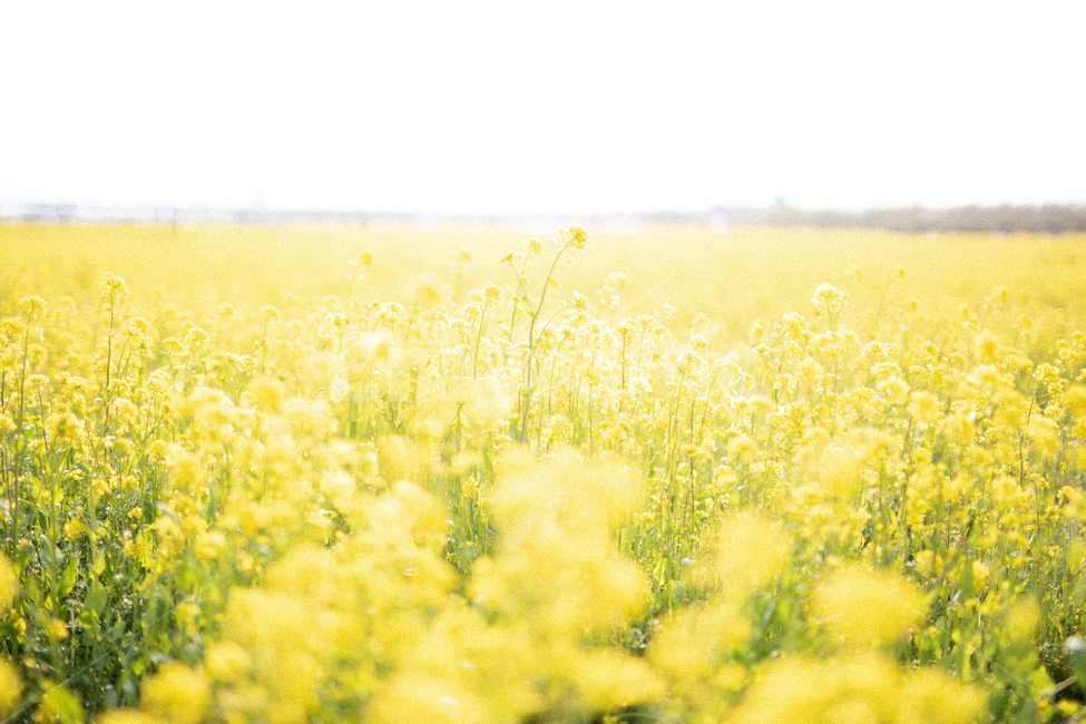 봄,꽃,봄꽃,유채꽃,노란꽃,꽃밭,유채꽃밭,식물,자연,plants,nature,꽃,flower