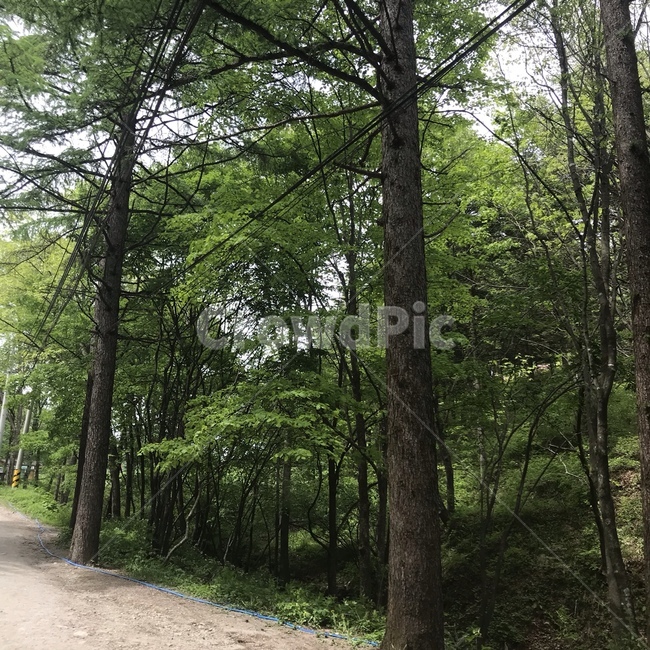숲,자연,피톤치드,숲길,나무,자연,풍경,nature,landscape,outdoors,옥외,tree,plant,식물,garden,정원