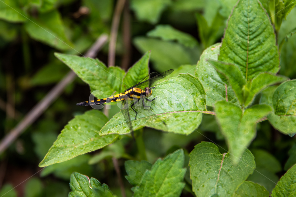 곤충,insect,잠자리,dragonfly,invertebrate,동물,animal,곤충,벌레,insect,bug