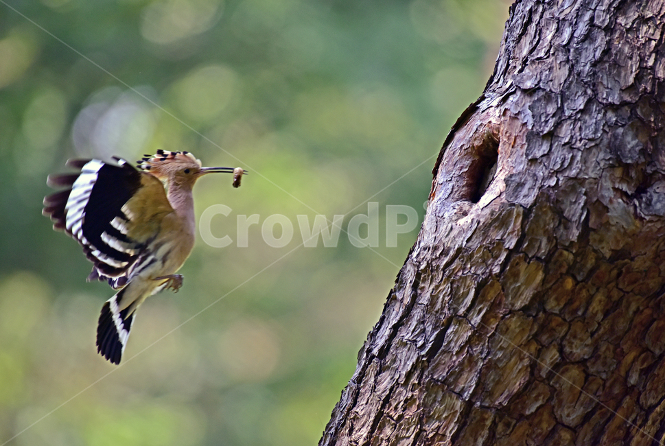 후드티,hoopoe,upupaepops,철새,여름철새,조류,여름새,파도비행,오디새,동물,animal,조류,새,birds