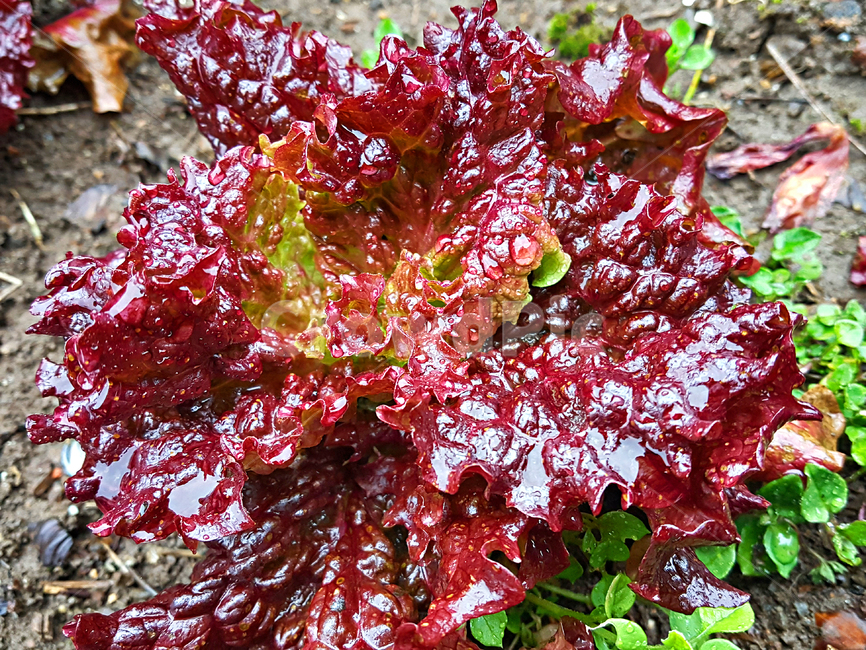 상추,야채,vegetable,food,음식,식물,plant