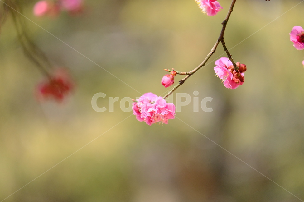 plant,식물,blossom,flower,꽃,홍매화,봄,계절,spring,season