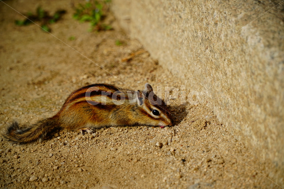 다람쥐,동물,animal,squirrel,chipmunk,포유류,귀여운,귀엽다,cute,pretty,줄무늬,자연,nature,동물,animal,포유류,mammal