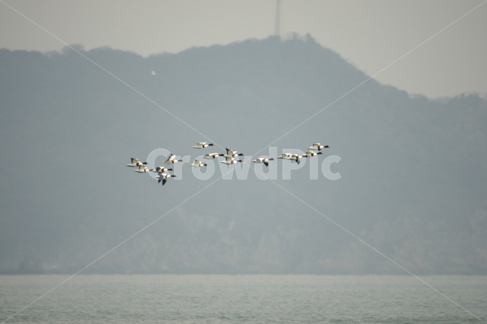 혹부리오리,철새,낙동강,강물,비행,새,동물,animal,조류,새,birds