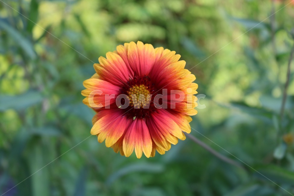 꽃,주황,노랑,초록,식물,자연,flower,orange,yellow,green,plants,nature,hana,orenziiro,kiiro,midori,shokubutsu,식물,자연,plants,nature,꽃,flower,색깔,색상,색채,색감,color sense,color sensitivity,feeling of color