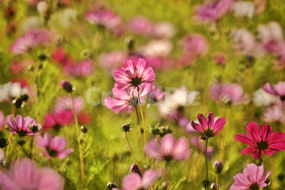 whole flower,dicotyledonous plant,Asteraceae,1 year old herb,autumn,Cosmos,ornamental,single plant,girls innocence,flower