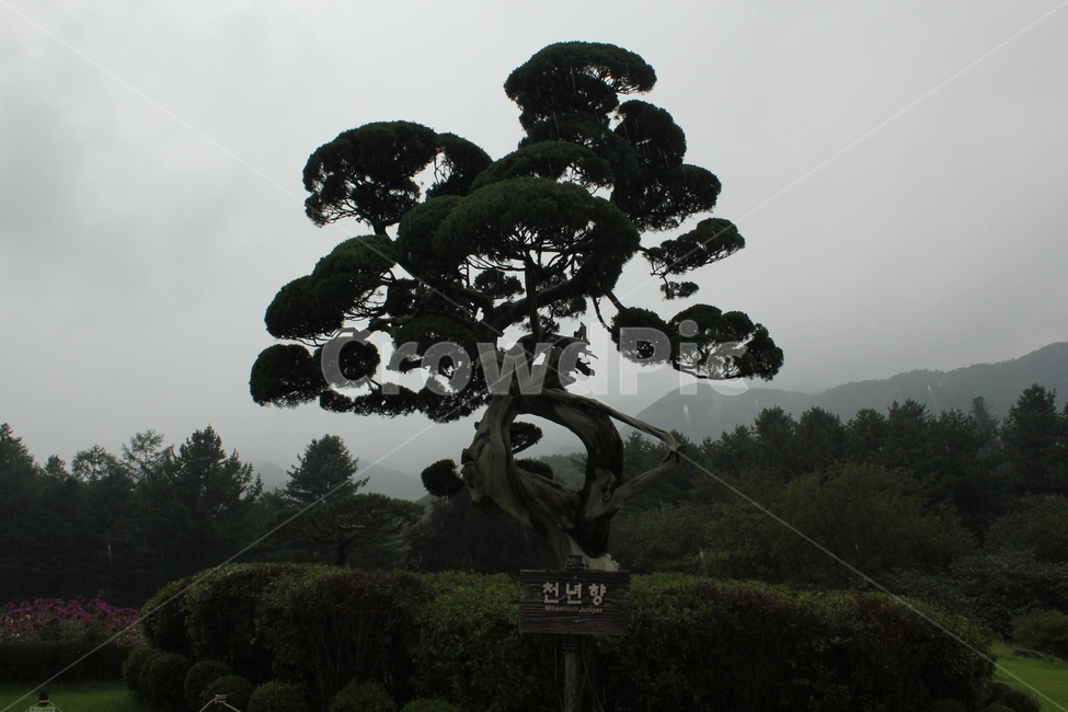 나무,자연,산,경관,식물,자연,풍경,nature,landscape,tree,plant,outdoors,옥외