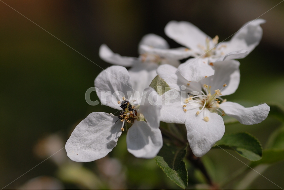 식물,꽃,사과,사과꽃,나무,붉은색,흰색꽃,과일꽃,꽃,flower
