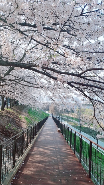 벚꽃,4월,꽃,봄,나무,길,봄,계절,spring,season