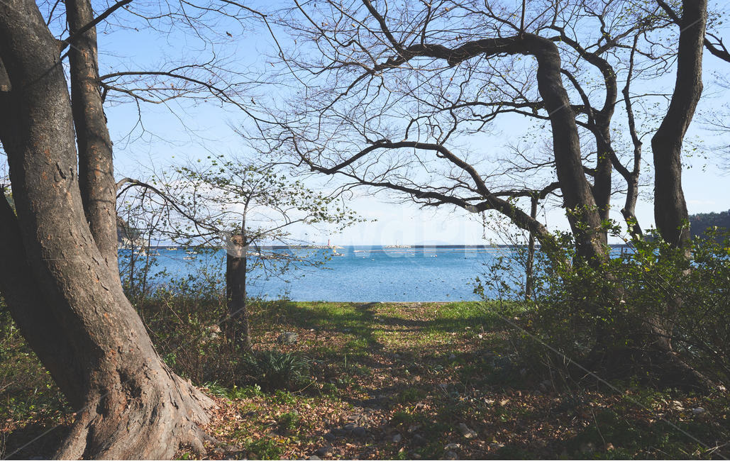 바다,나무,숲,자연,tree,plant,식물,treetrunk,나무줄기,자연,풍경,nature,landscape