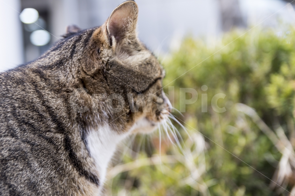 stray cat,cat,animal,back