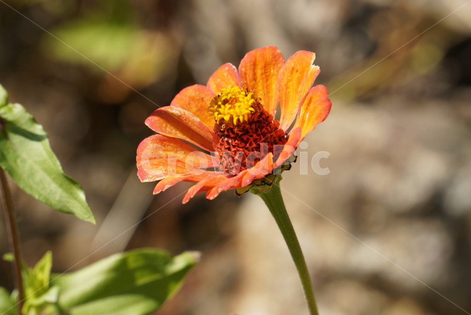 백일홍,꽃,꽃한송이,여름,주황색,flower