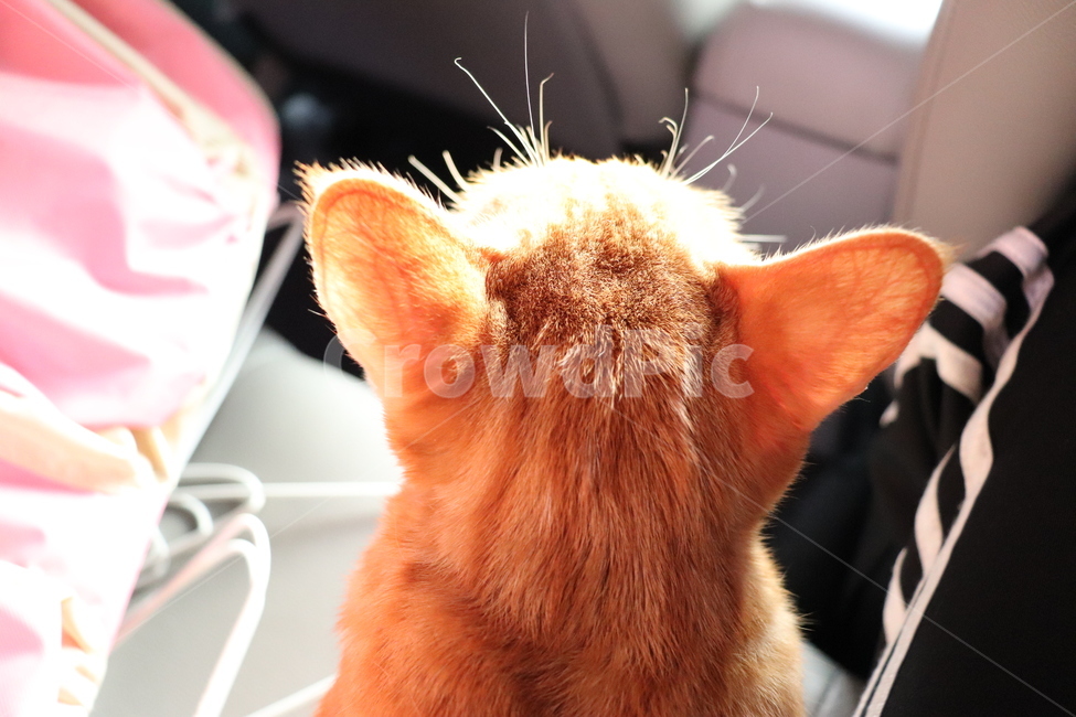 고양이,코숏,길고양이,뒤통수,코리아숏헤어,cat,동물,반려동물,반려묘,동물,animal,포유류,mammal,고양이,cat,kitten,kitty