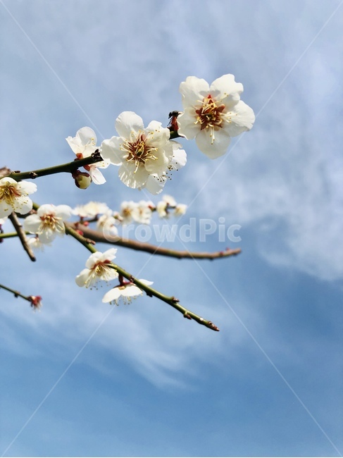 plant,식물,매화,꽃,봄