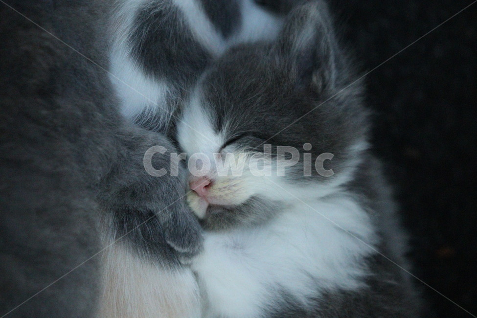 고양이,동물,감성,아기고양이,힐링,동물,animal,포유류,mammal,고양이,cat,kitten,kitty